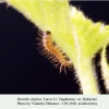 brenthis daphne daghestan larva l1